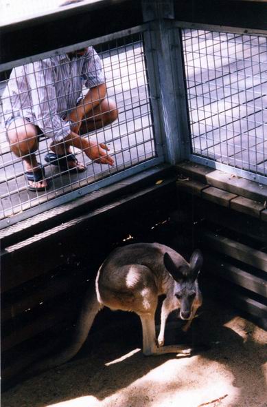 Ivan with kangaroo - ZOO at Bundaberg.