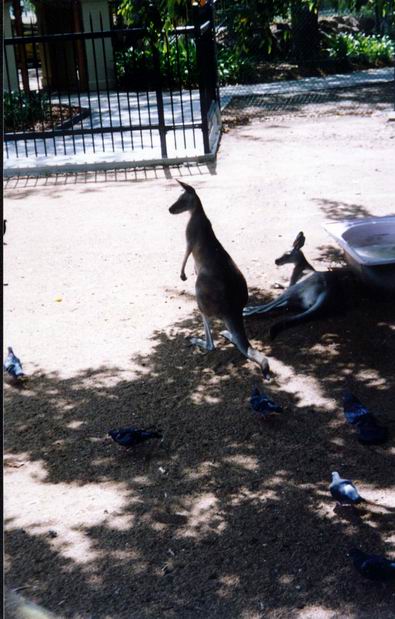 Kengura - ZOO v Bundabergu.