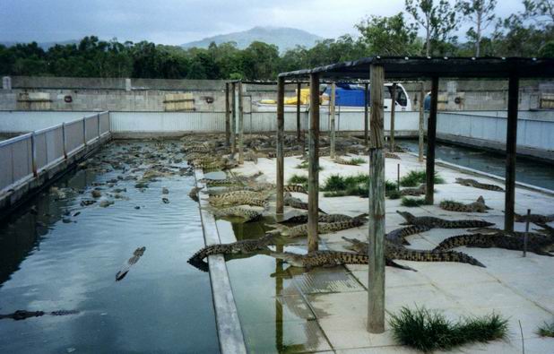 Krokodilia farma pri Innsfail, nedaleko Jozefinych vodopadov, Queensland.