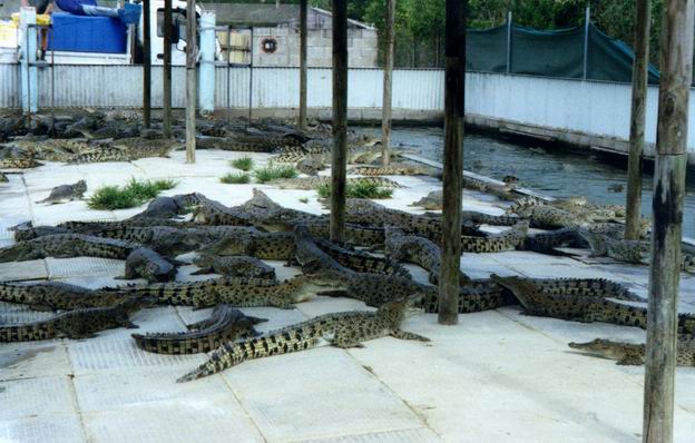 Crocodile farm at Innsfail, close to Josephine falls, QLD.