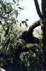 Koala sleeping on the branches.