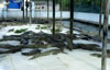 Crocodile farm at Innsfail, close to Josephine falls, QLD.