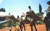 Ride on camels at Yulara resort.