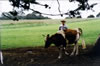 Catching a cow for a tail - Churchill Island.